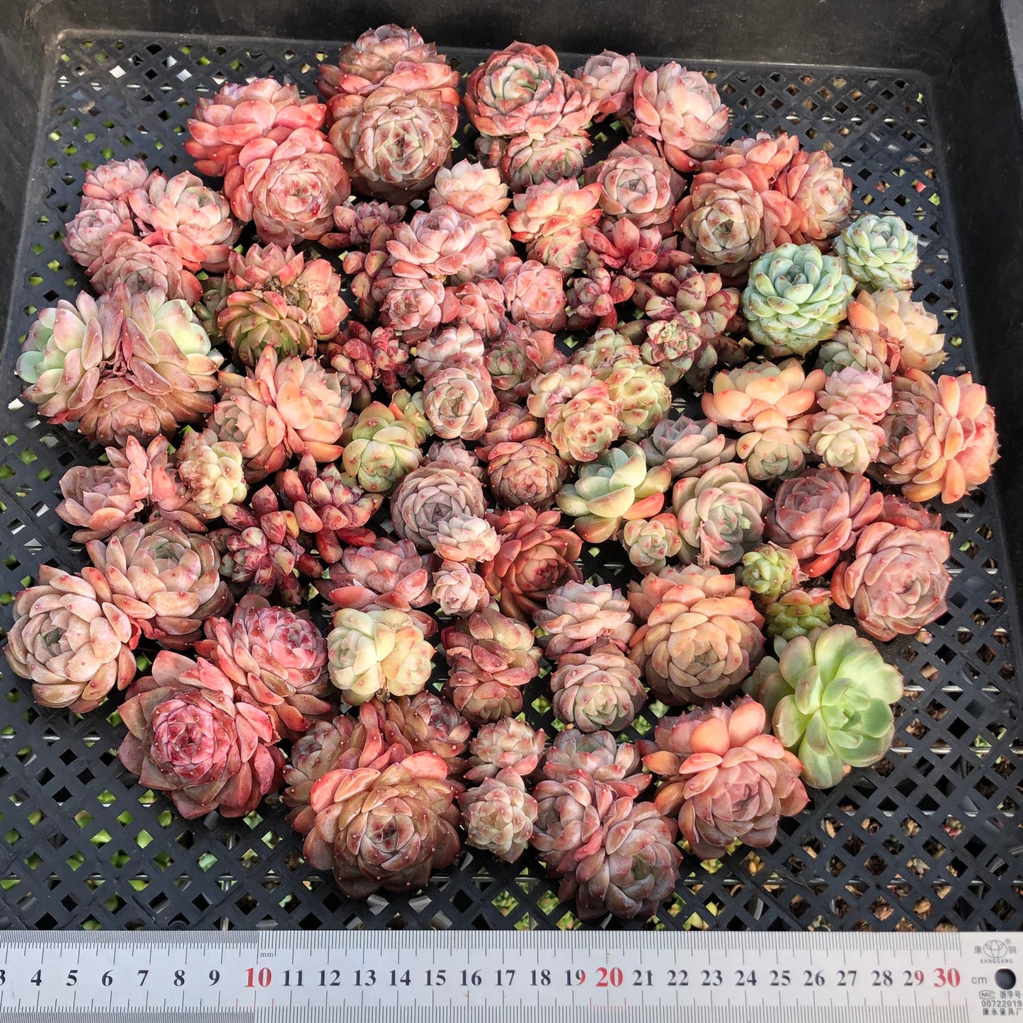 BL2121-017 ミックス苗