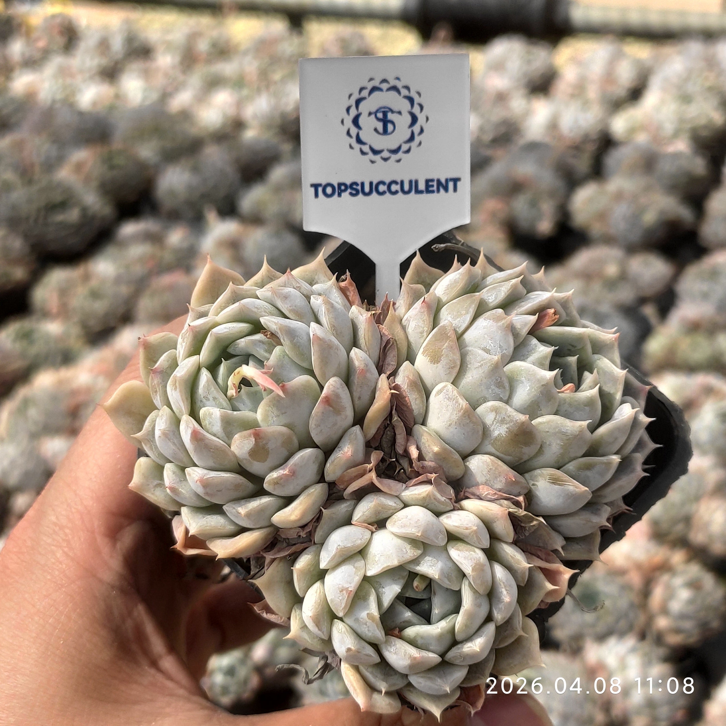 Top – Succulent® 精選 群生苗一覧 商品一覧 マケベニア錦 相府蓮x