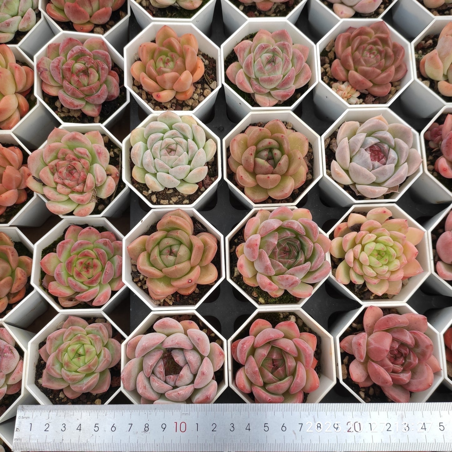 HG092 ミックス苗（7cm pot）