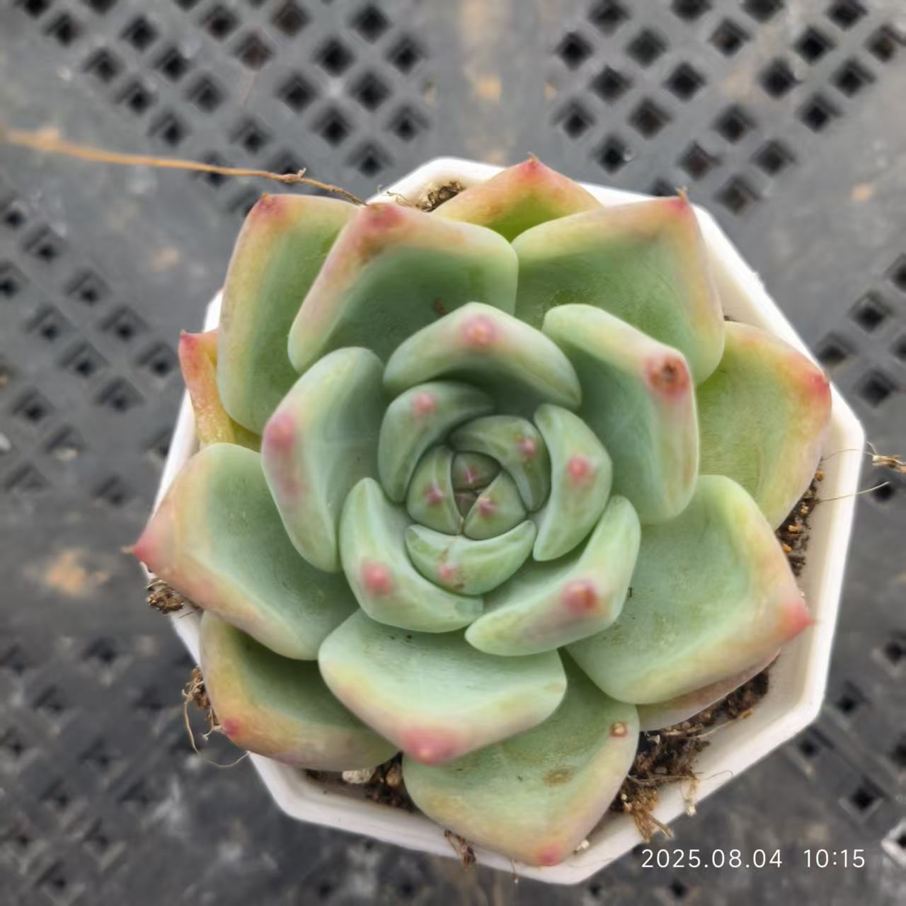 RDD277 ホワイトラタム (7cm pot)