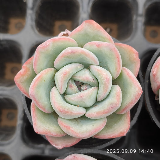 MMT470 アマビレ（5.5cm pot）