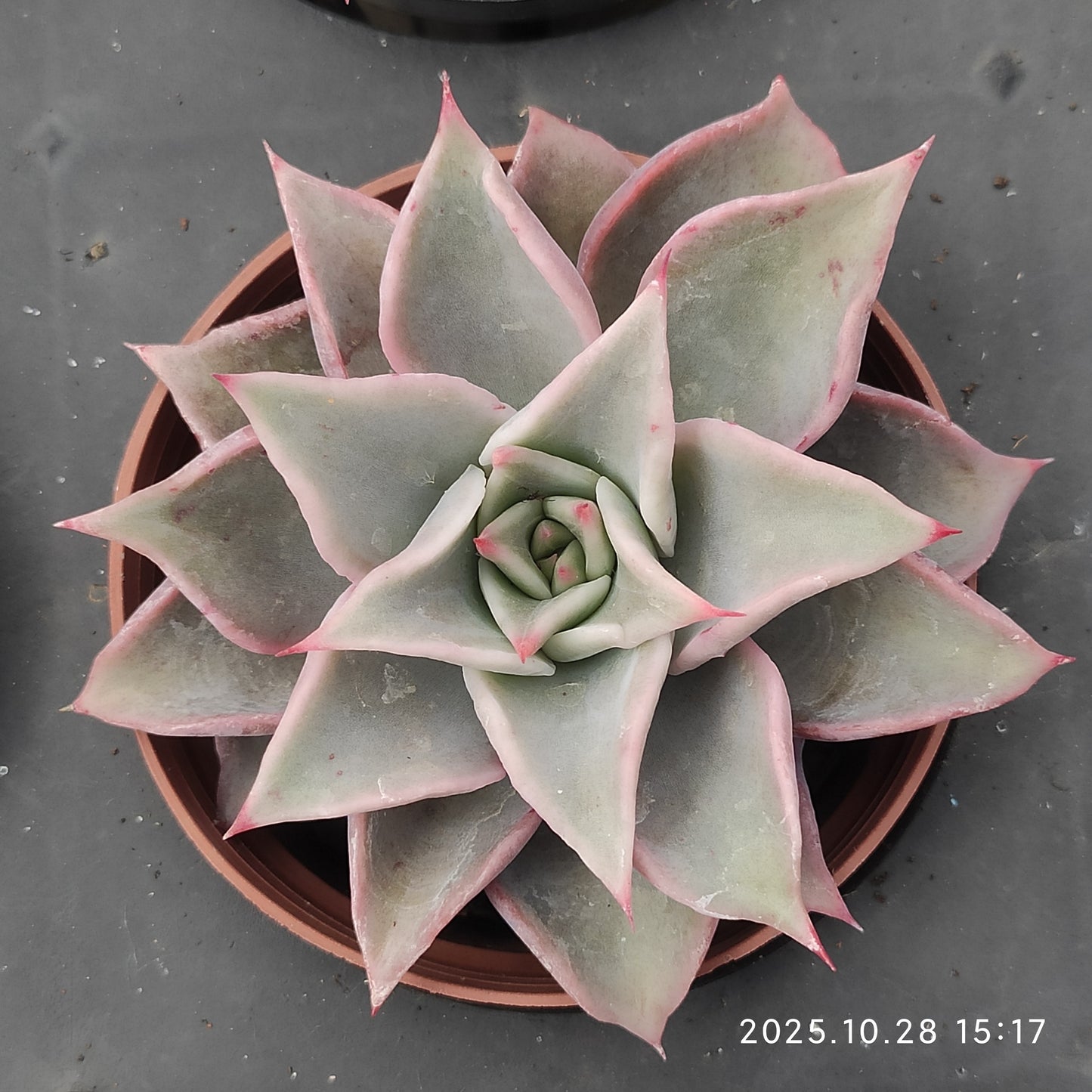 XY271 レッドマディバ（7cm pot）
