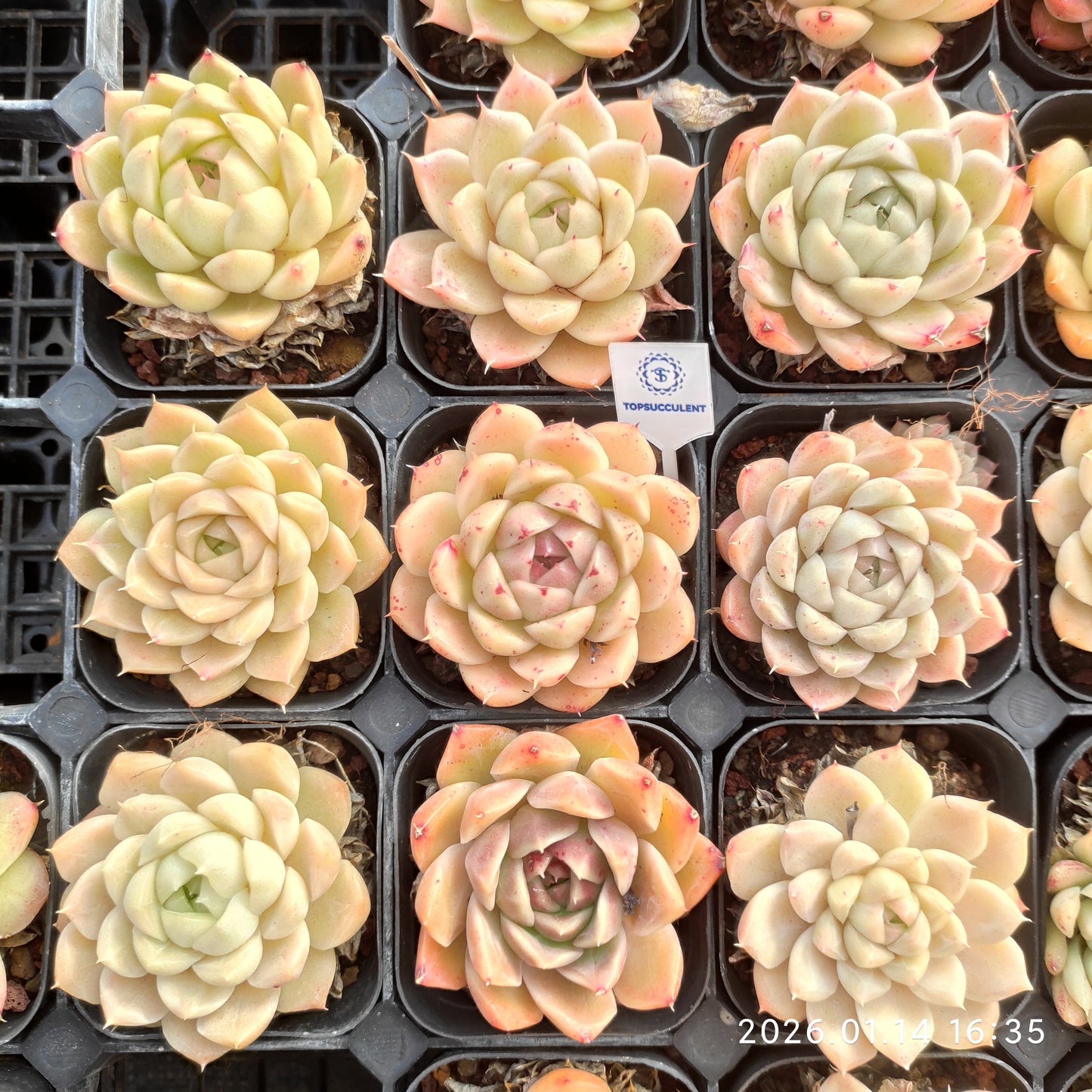 24757 シー　キングHyb