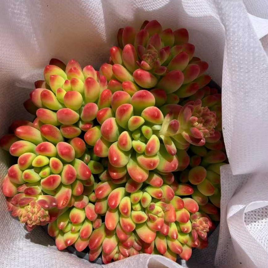 22935 アリス　エブンズ