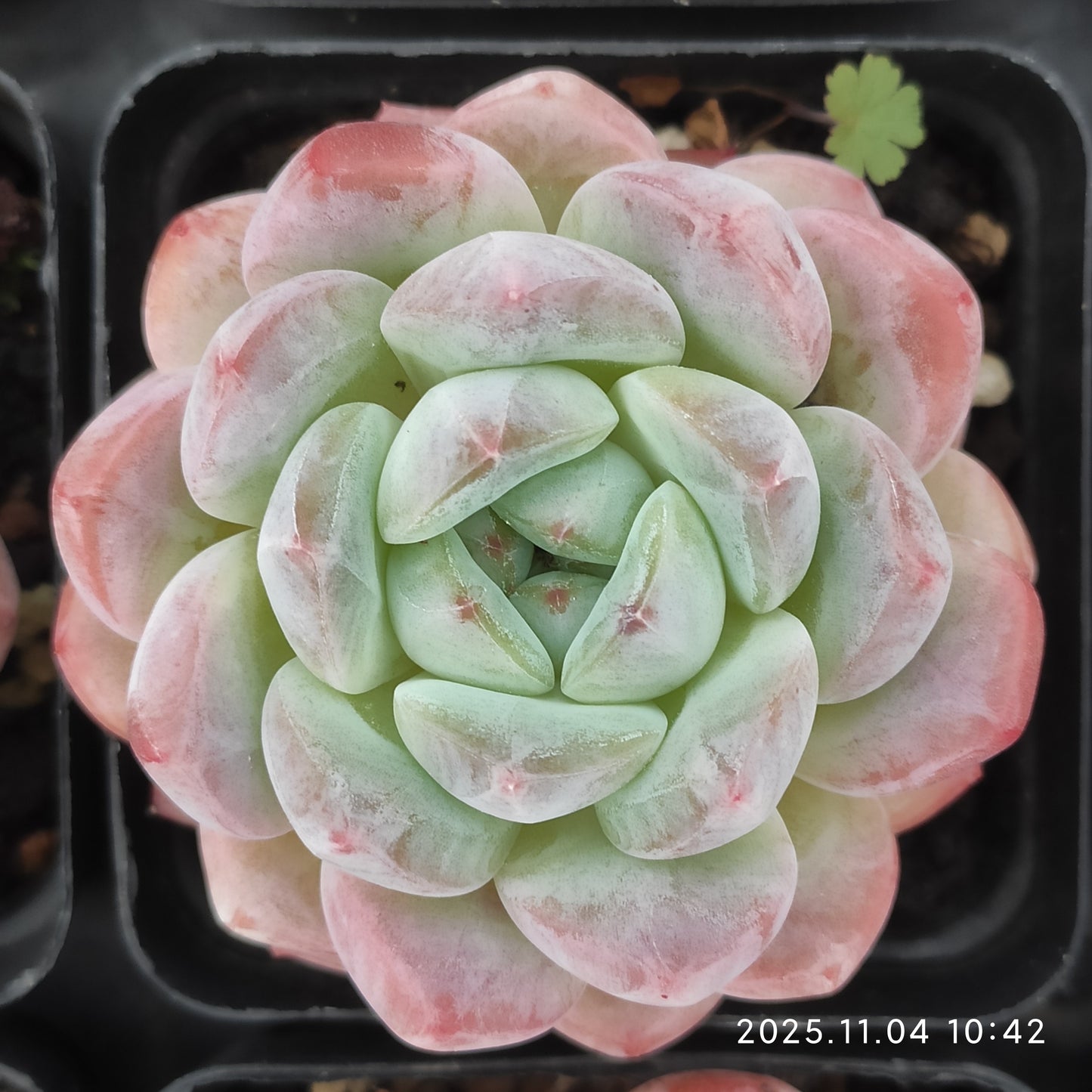 20775 シック　モンロー（7cm pot）