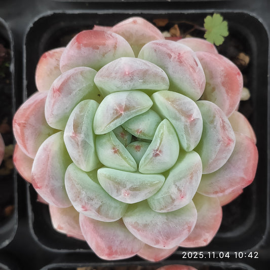 20775 シック　モンロー（7cm pot）