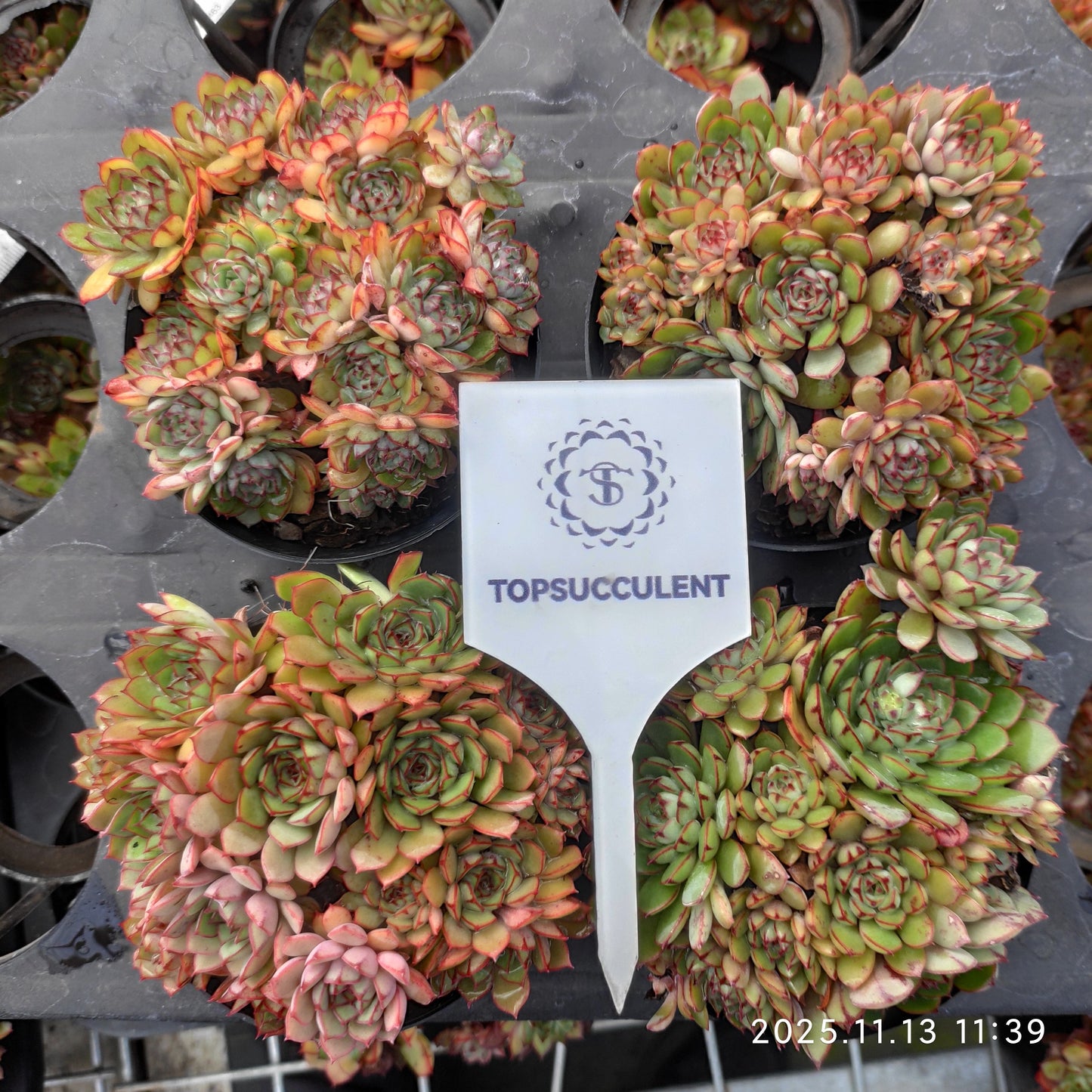 22438  ドリーム　ローズHyb（9cm pot）