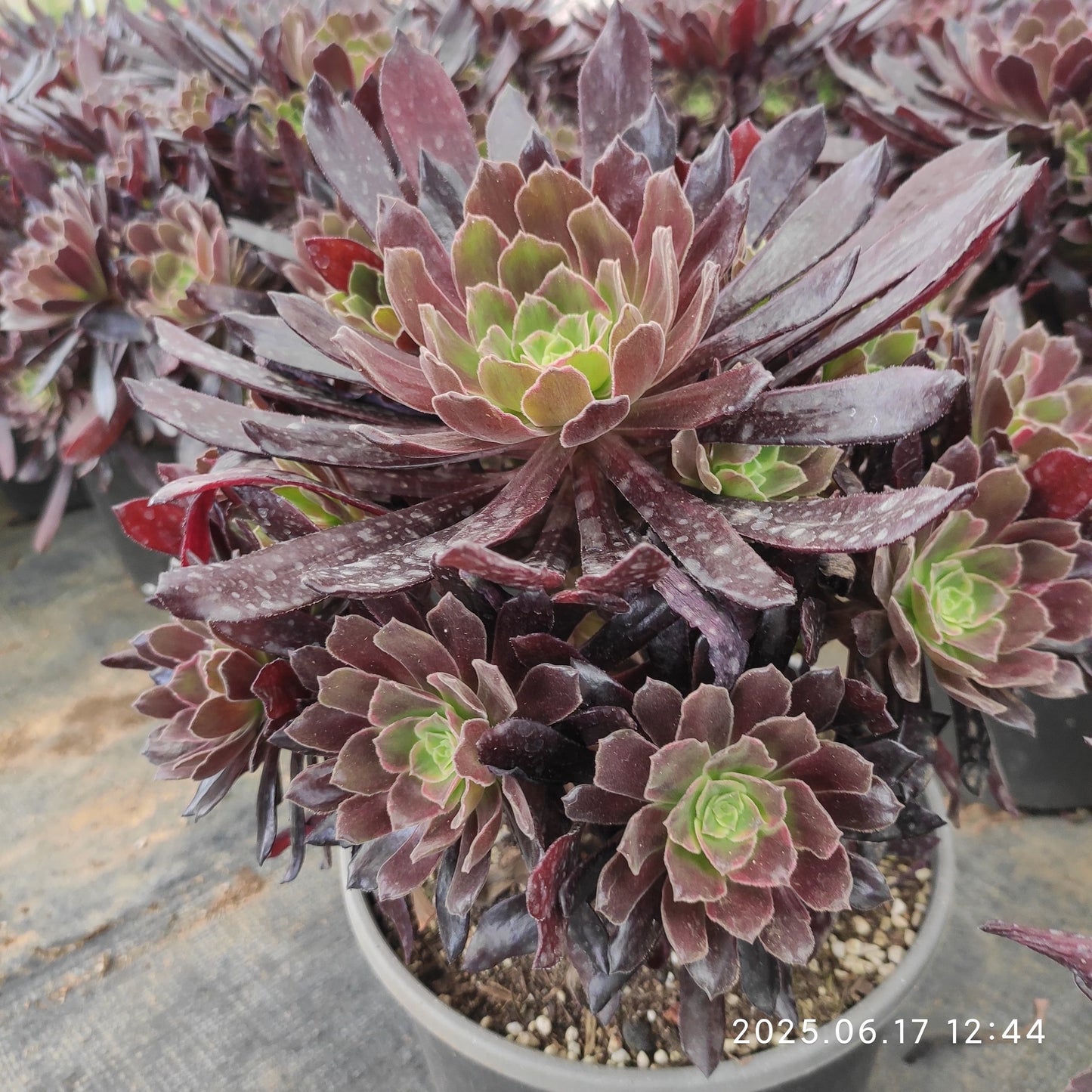 GDX014 レッド　フライ（23cm pot）