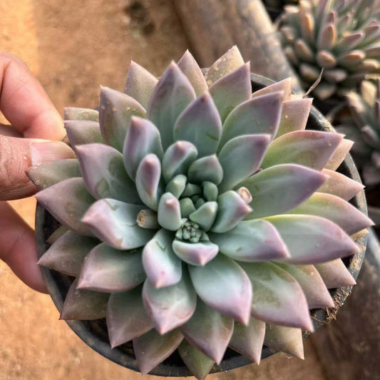 26172 ファントム　ビューティーHyb