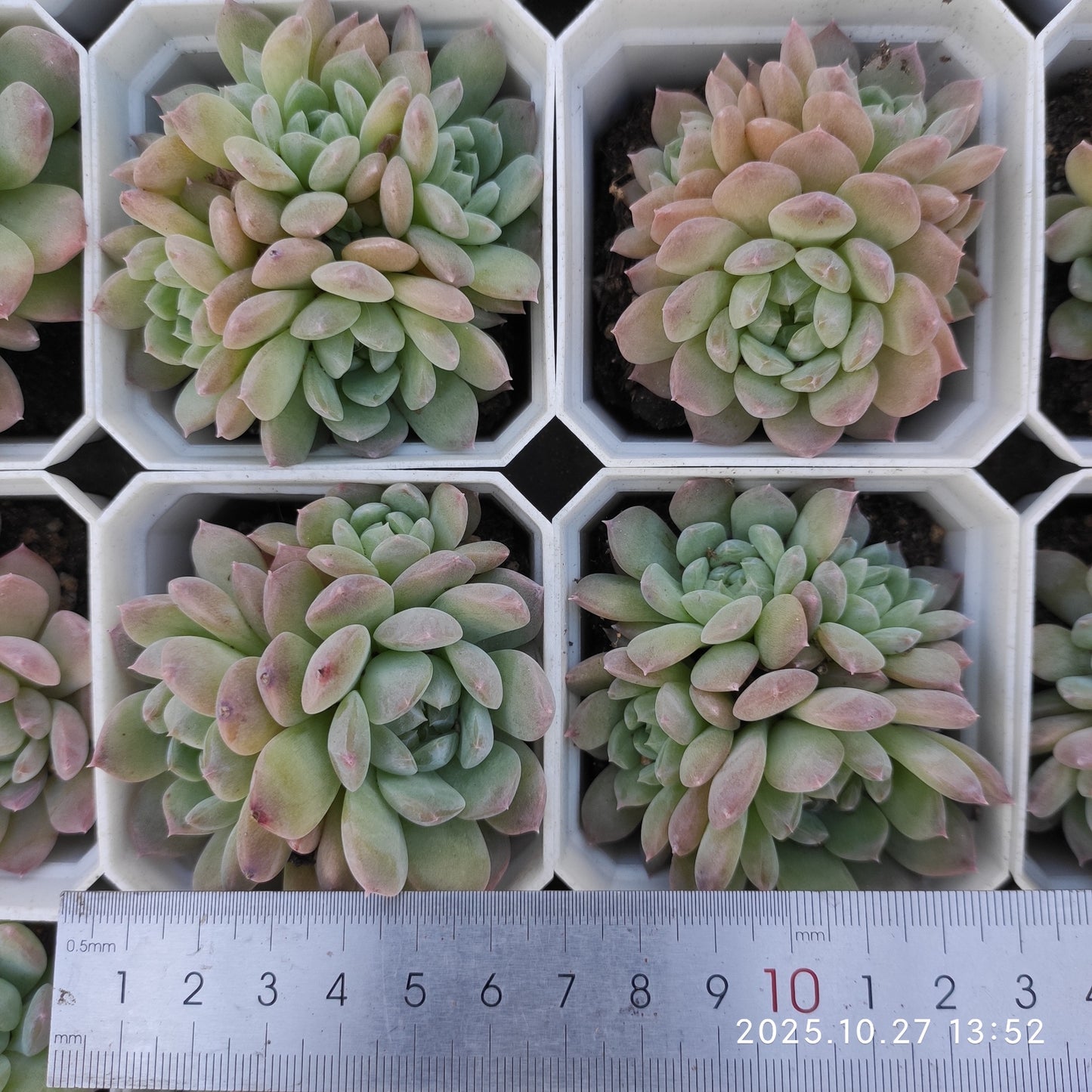 21776 ジェニーHyb（7cm pot）