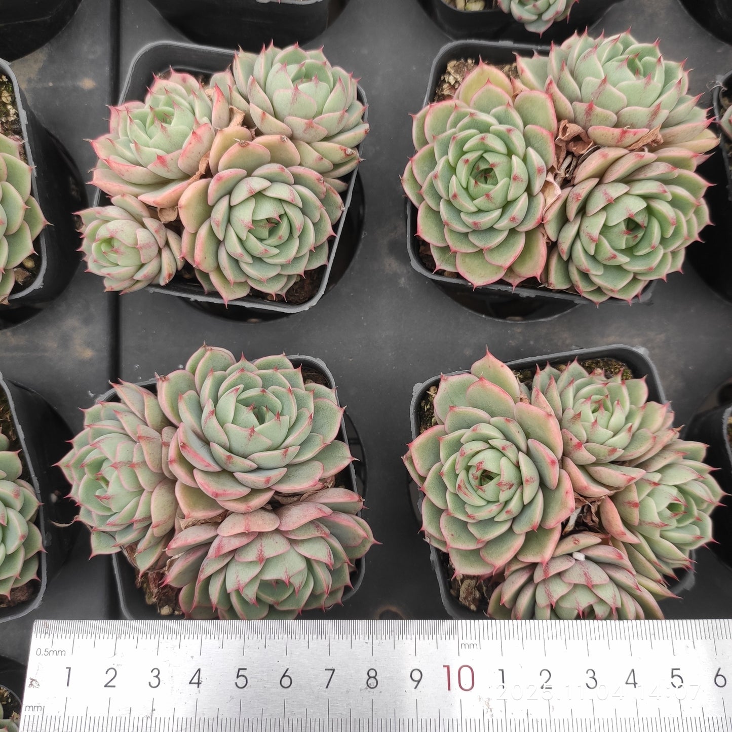 22291 ベンバディズ（7cm pot）