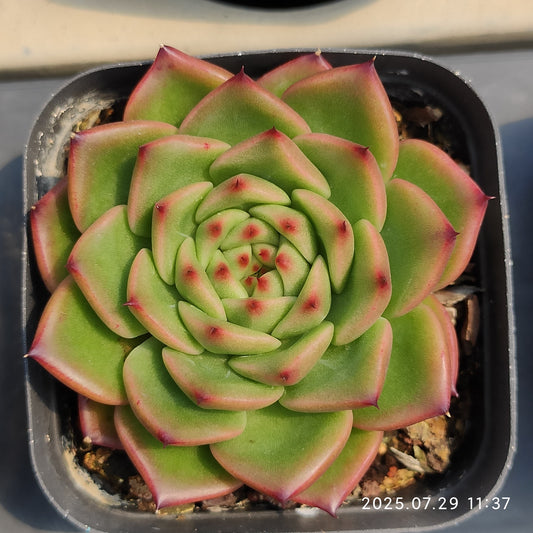ZZA240 レッド　クリスタル　ローズ(7cm pot)