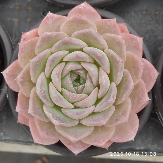 YBB369 アメージング　グレースHyb（9cm pot）