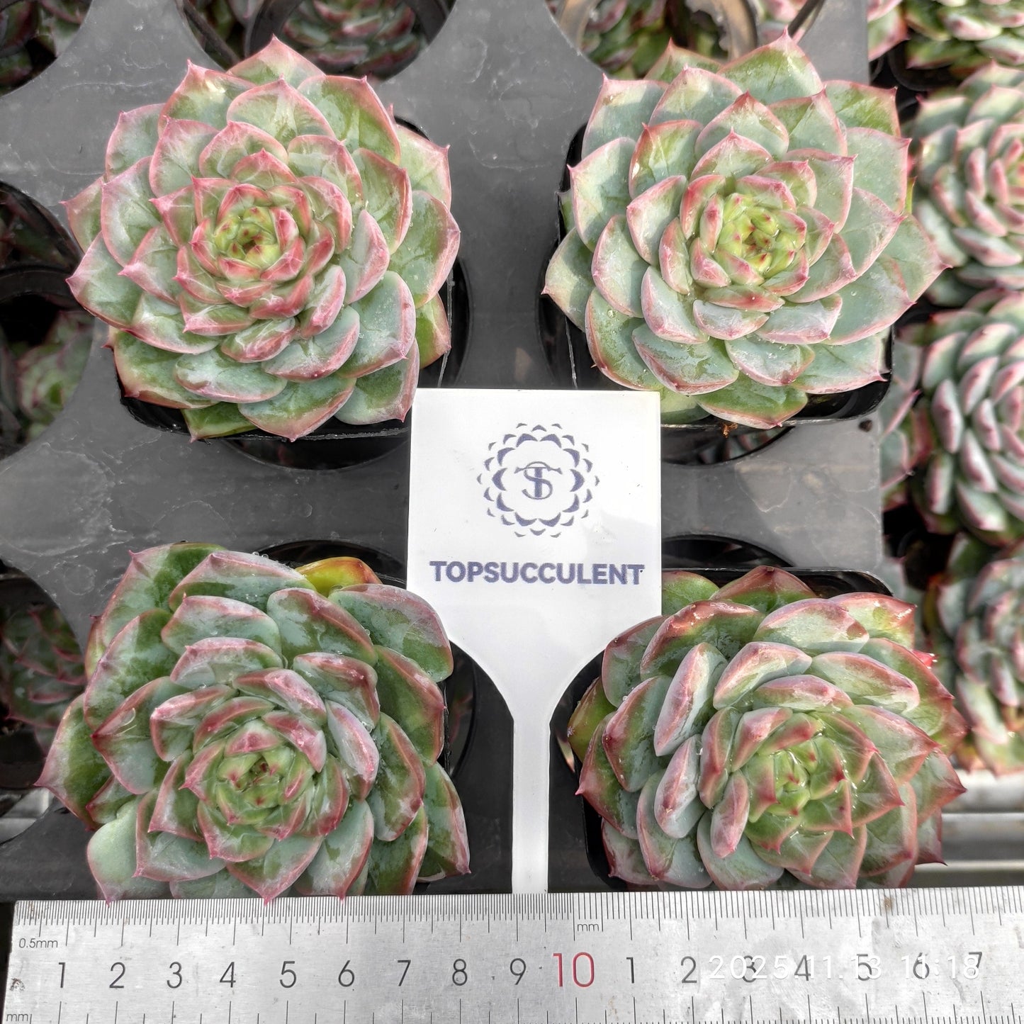 22433  ダーククイーン（7cm pot）