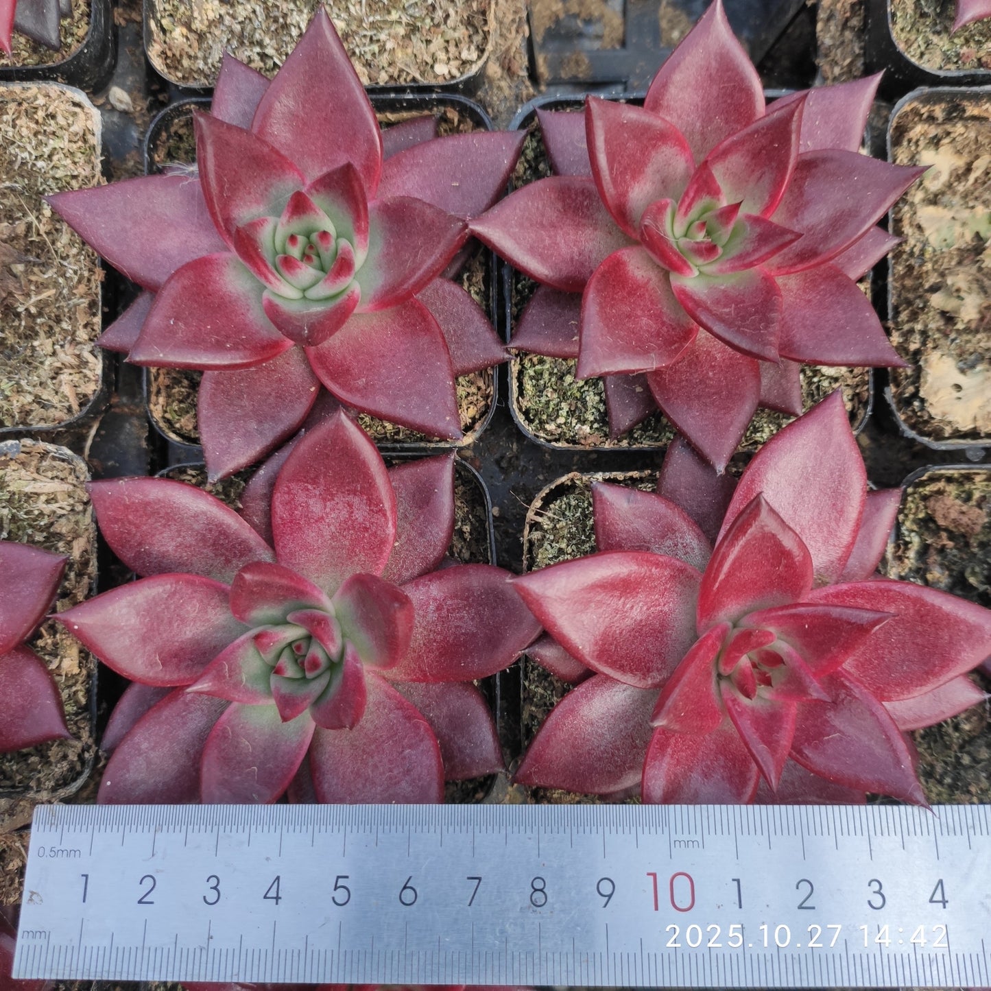 LB054 ロビン（7cm pot）