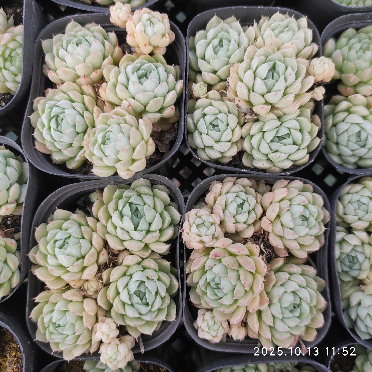 17194 ボールオブファット（6.5cm pot）