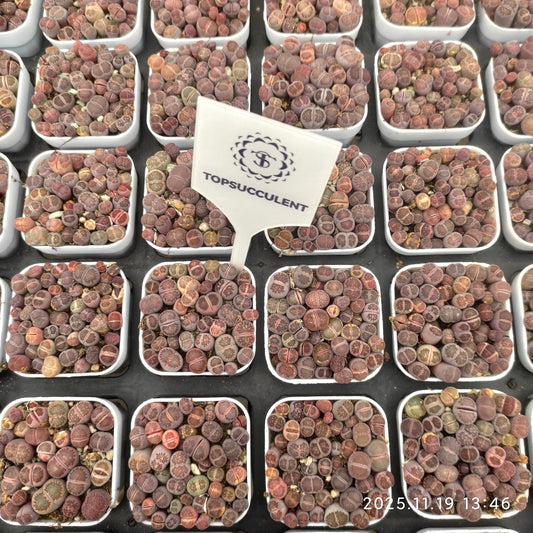 23009 ムラーサーキー　キカショジョックー