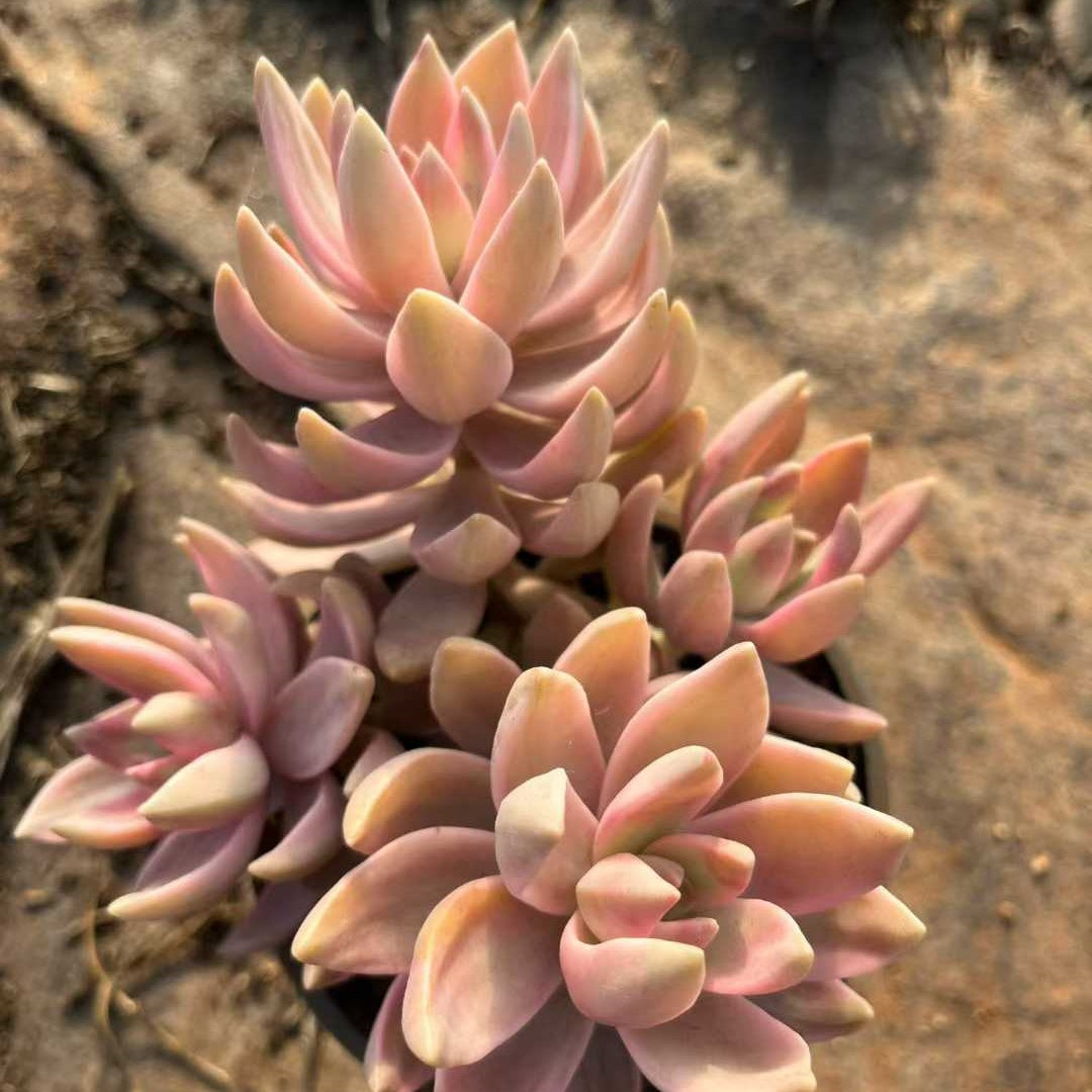 25044 エケベリア　プリン錦