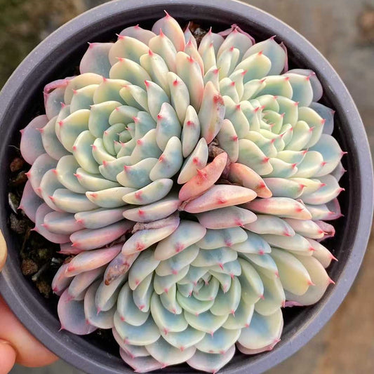 25743 ホワイトミニマ錦