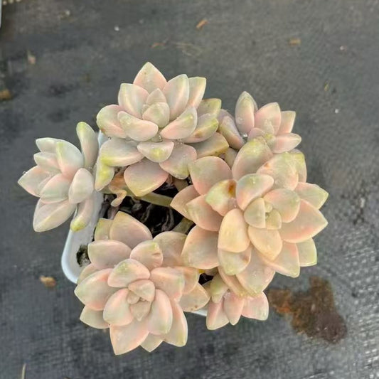 BL1995 ティテュバンス錦（8cm pot）