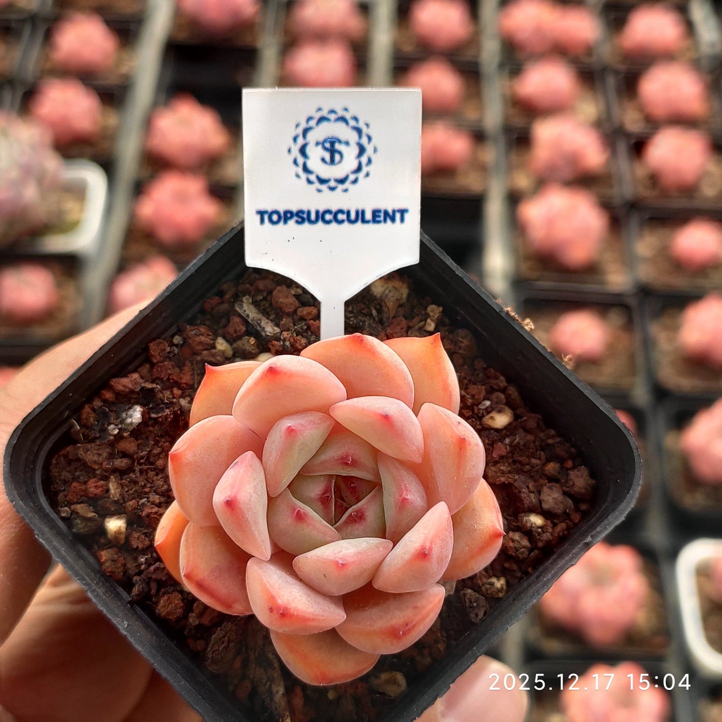 19224 アグリーコブ