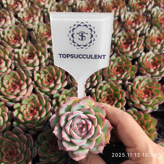 50179 シルエット（5.5cm pot）