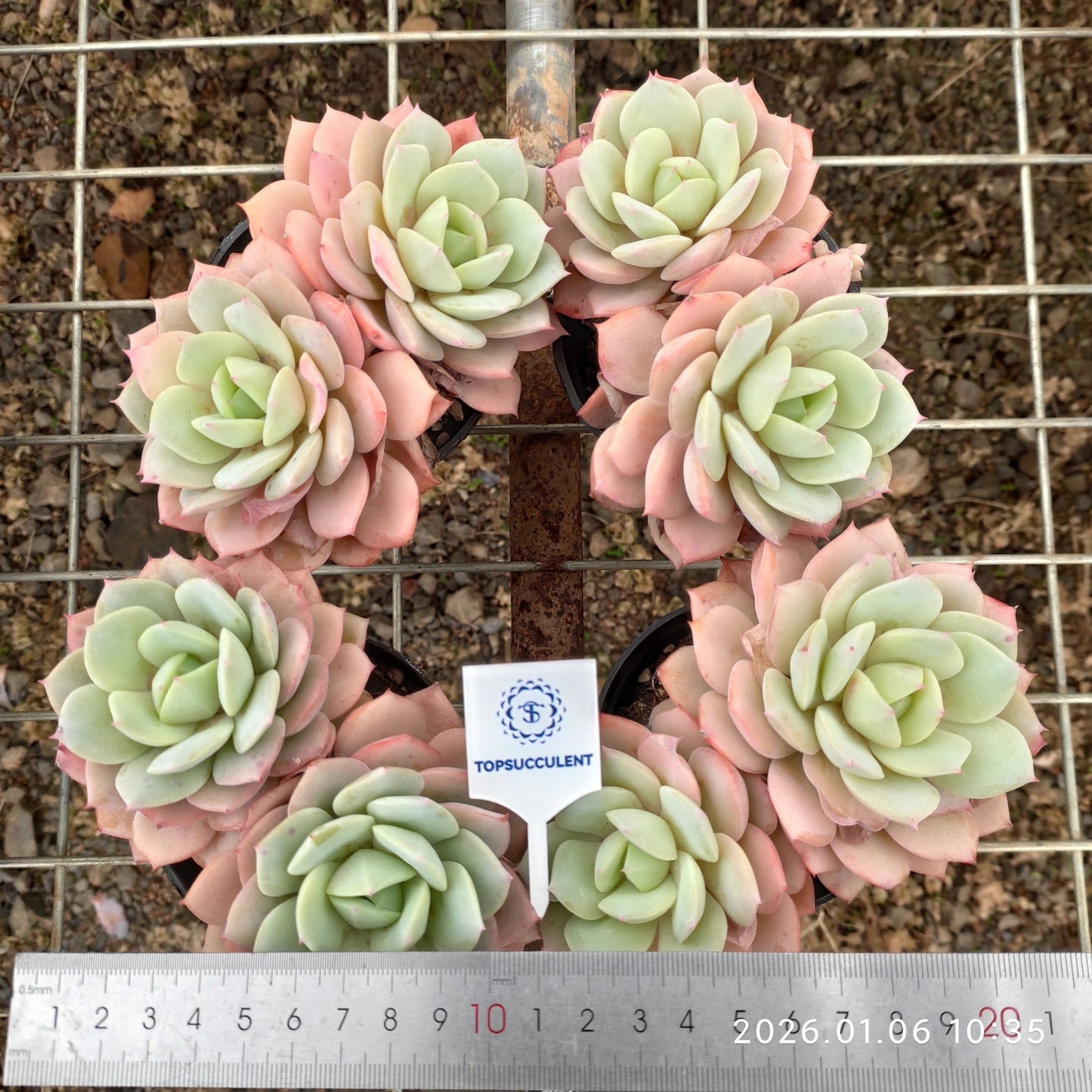 24343 ラブチューン