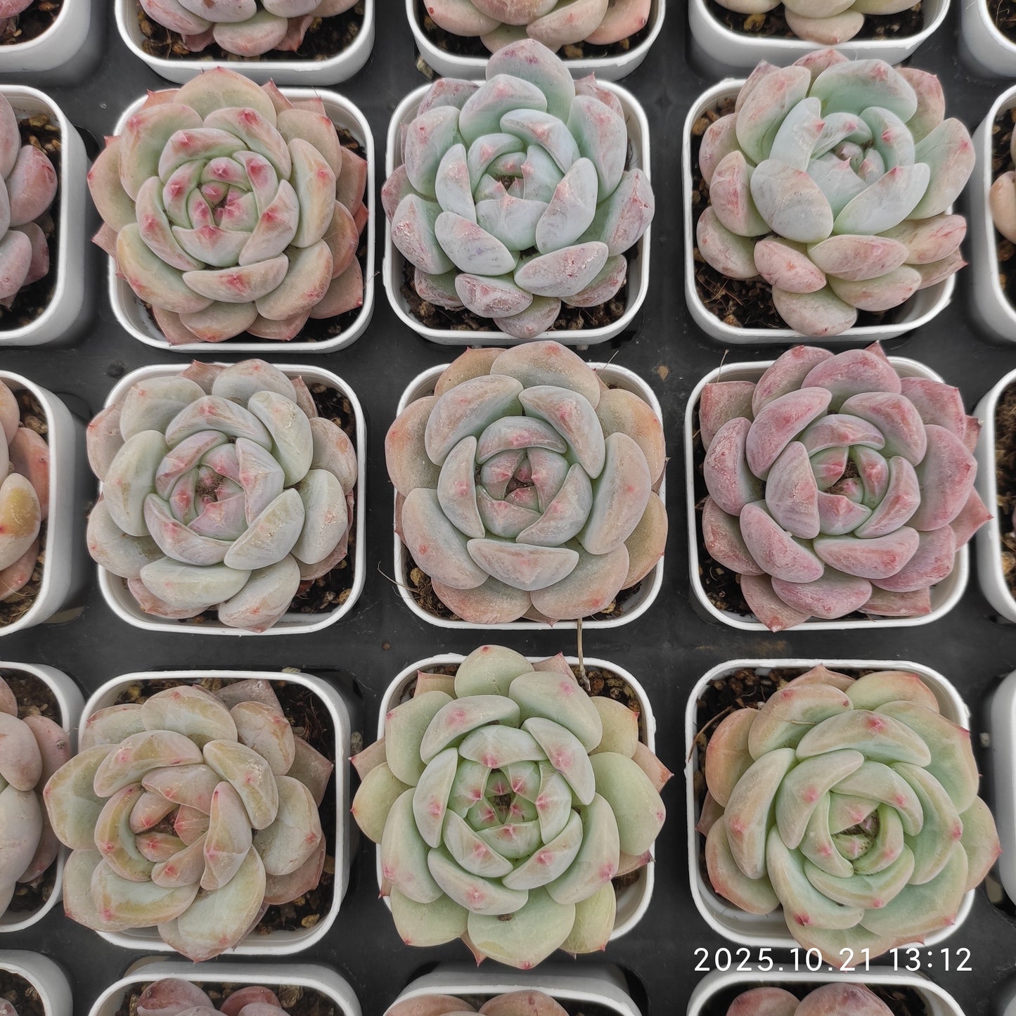 MMY1333 ネクタリン（5.5cm pot）