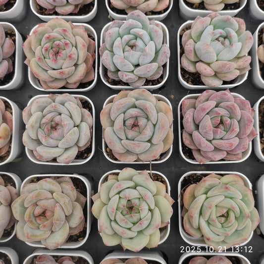 MMY1333 ネクタリン（5.5cm pot）