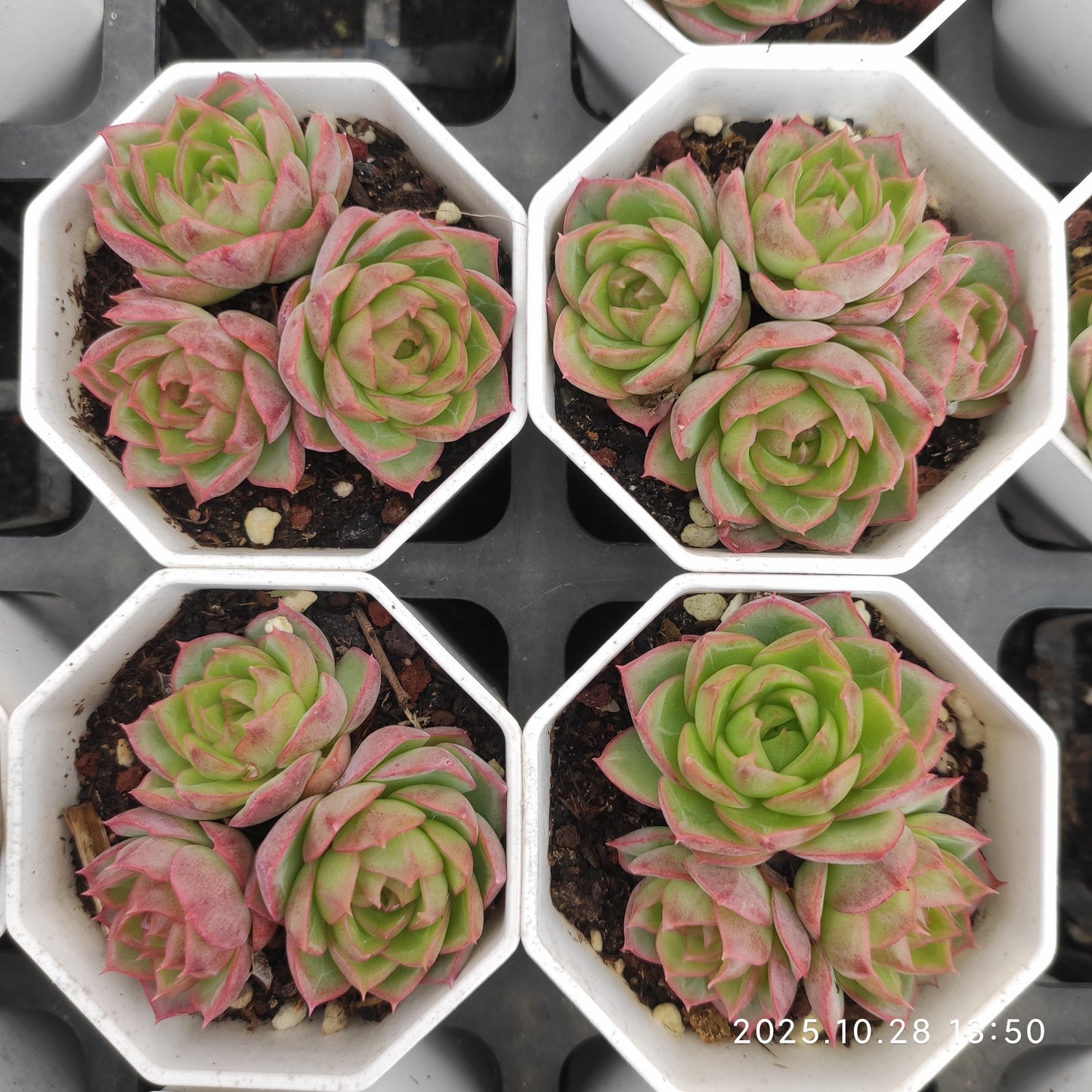 22205 ブルー・ムーン（7cm pot）