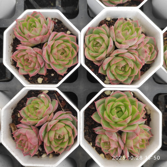 22205 ブルー・ムーン（7cm pot）