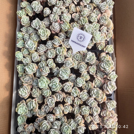 22147  ラブリーローズ（3cm pot）（ポット苗）