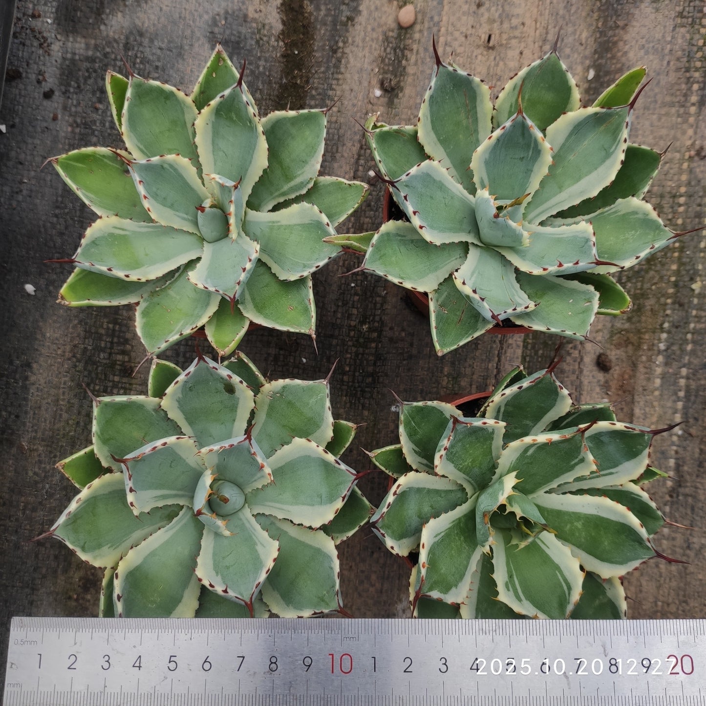 ZXX418 王妃甲蟹覆輪（12cm pot）