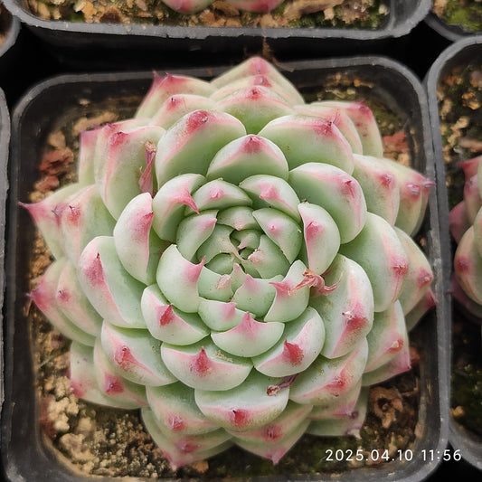 NGN646 ジーター (7cm pot)