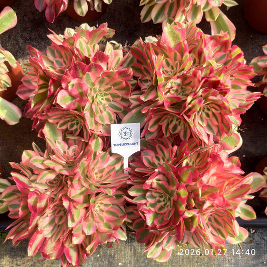 23282 アエオニウム　ウィッチ