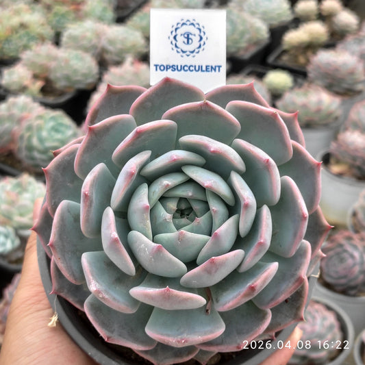 15026 パイレーツ/海賊