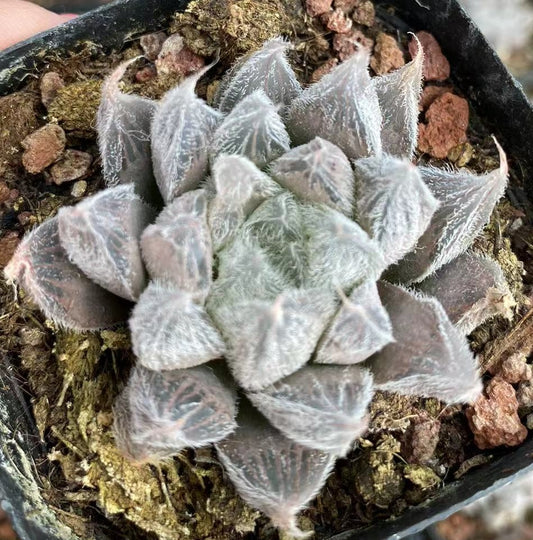 CS129 小米雪 (7cm pot)