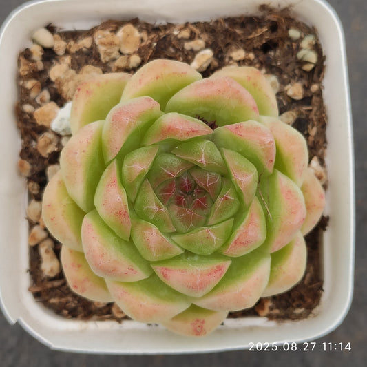 XQ1353 レモン（7cm pot）