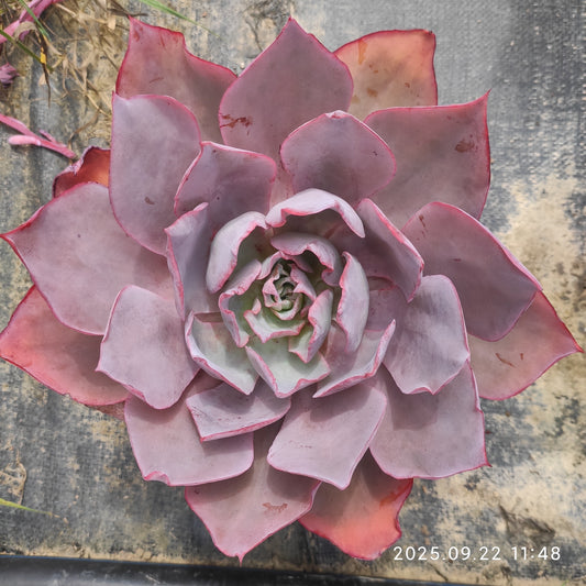 ZAJ056 アフターグロー（18cm pot）