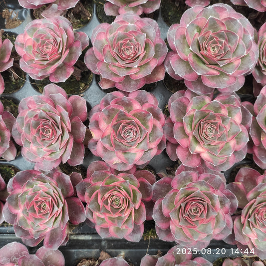 ON634 チャーム　ゴールド（7cm pot）