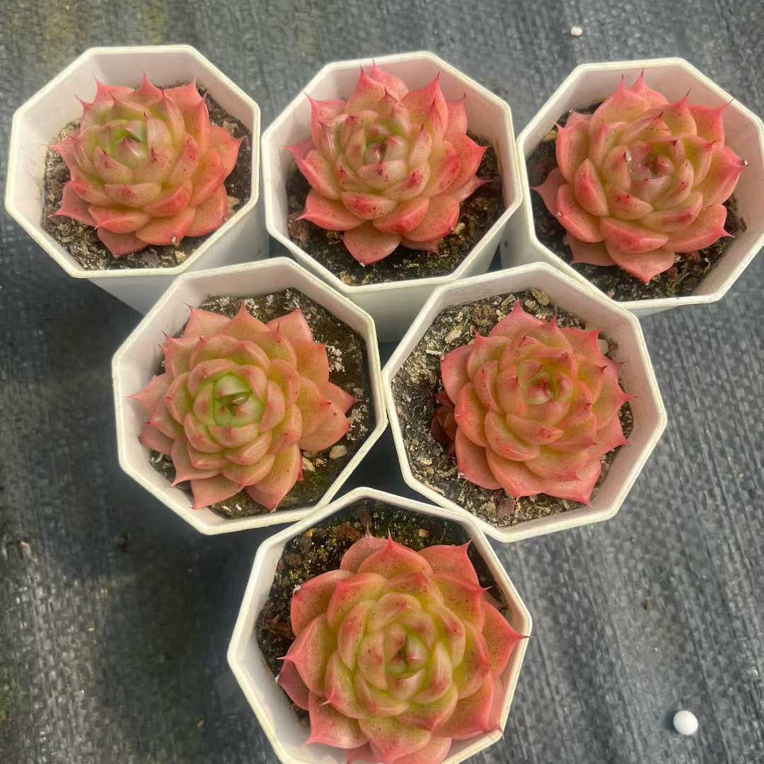 14936 シルーエット x ベリー（ミックス苗）