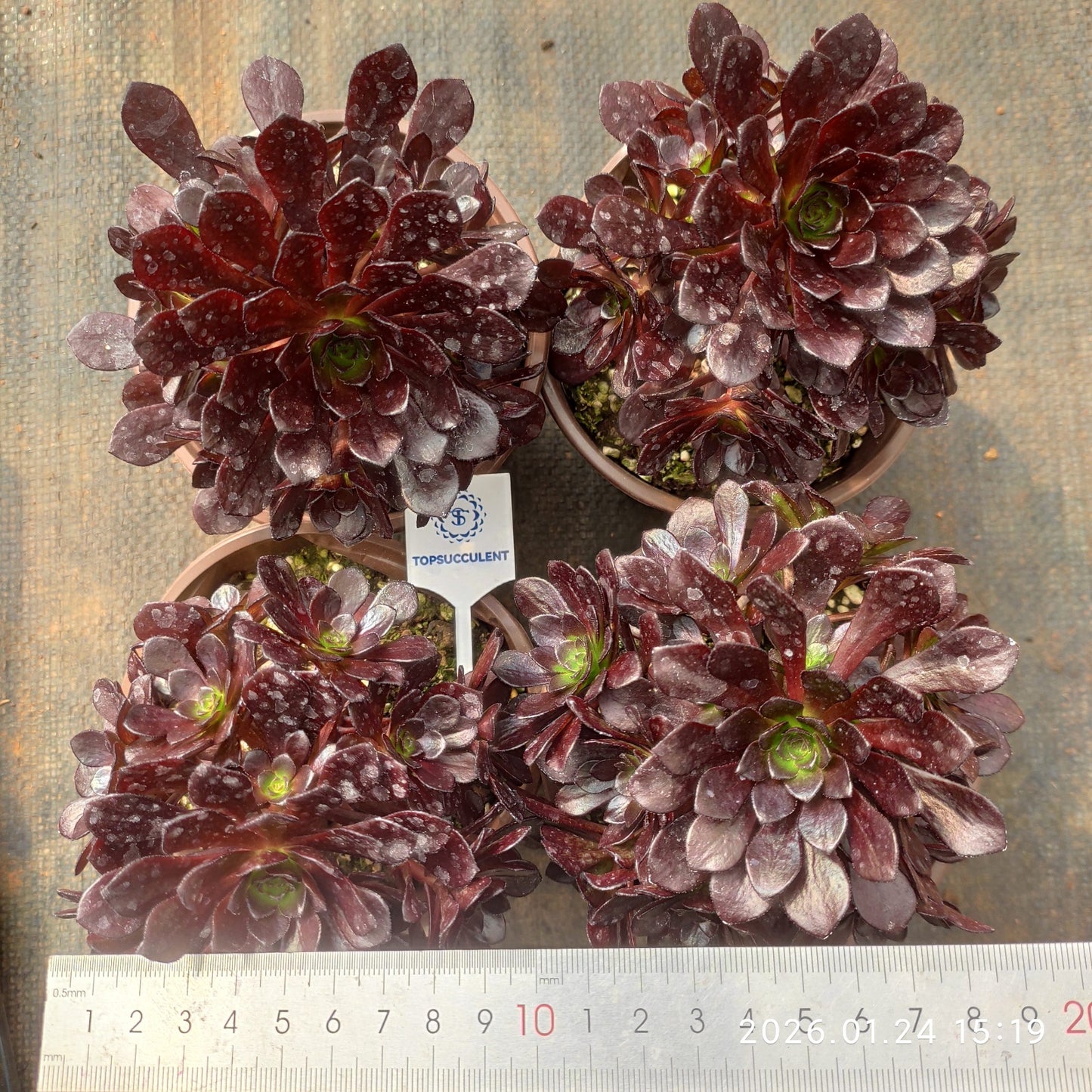 25502 アカシア パール