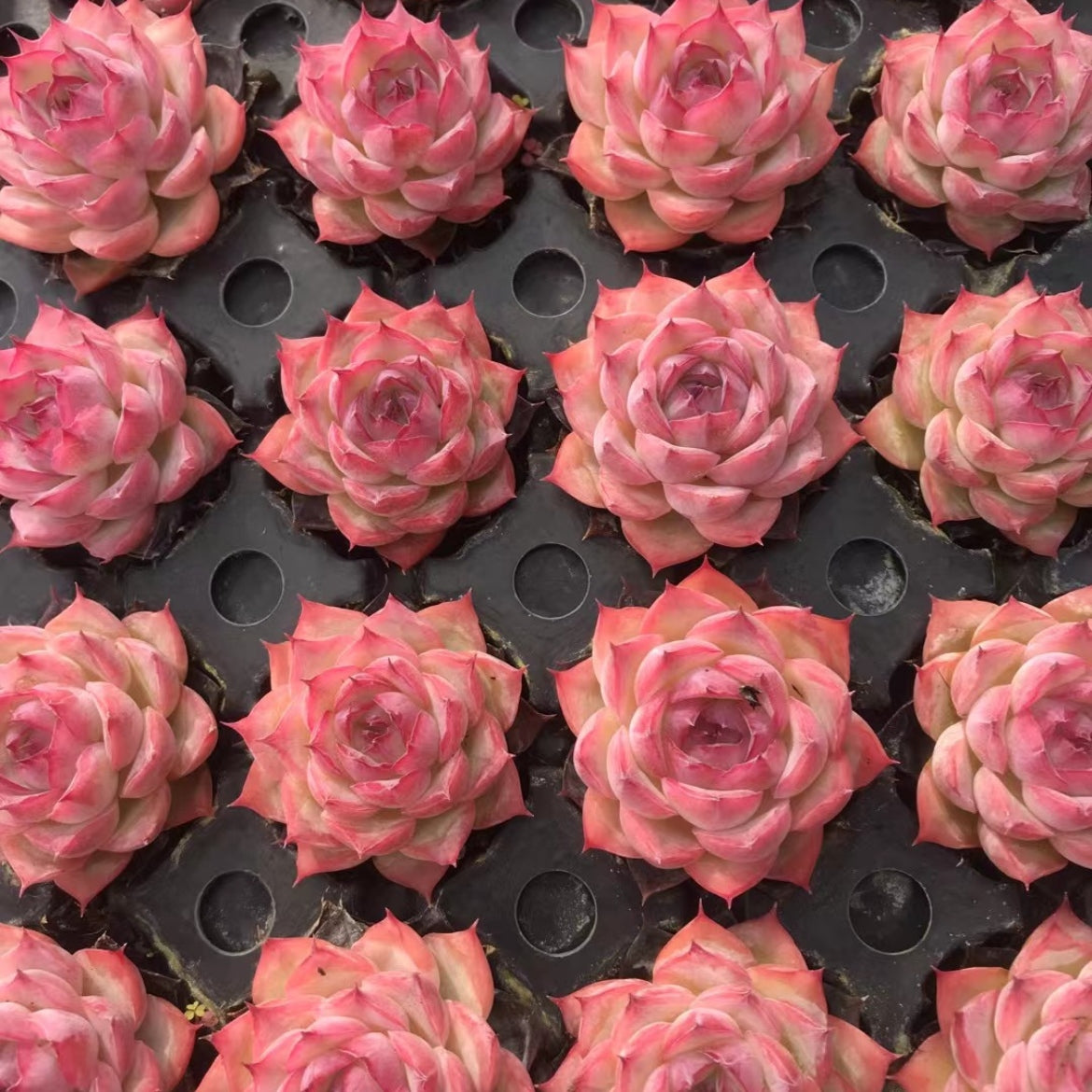 23898 シルエット