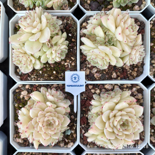 23674 クィーンHyb（7cm pot）