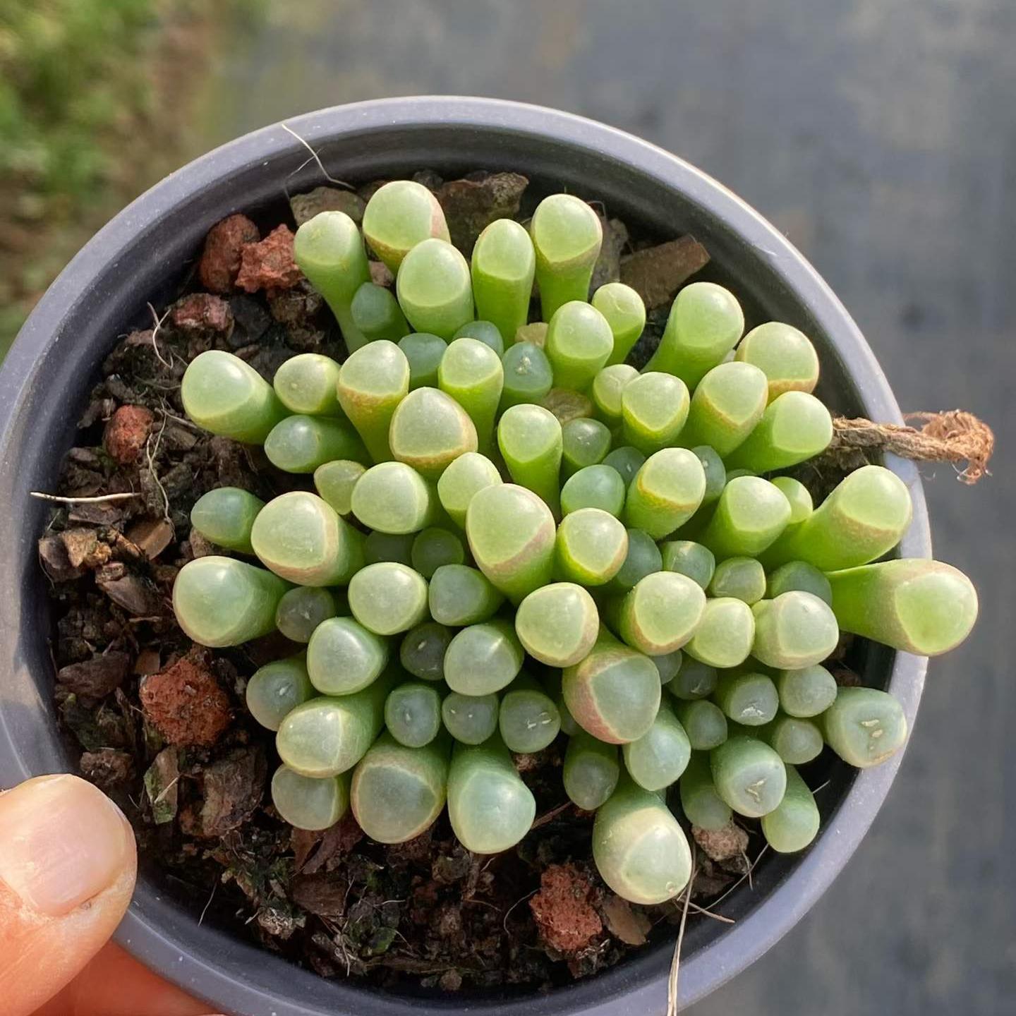 セネシオ – Top Succulent®