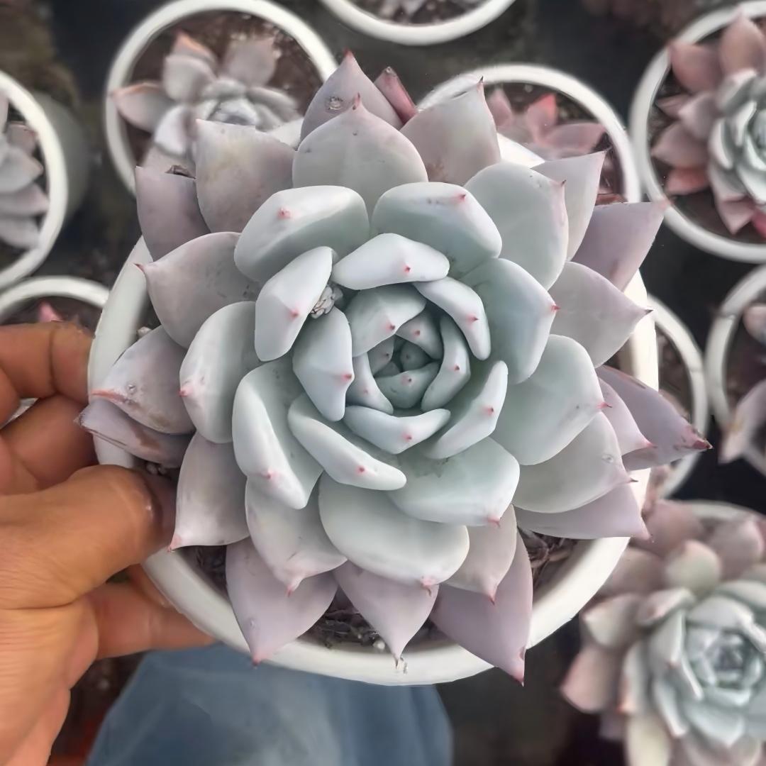 23414 メシキカンジャイアント（15cm pot）