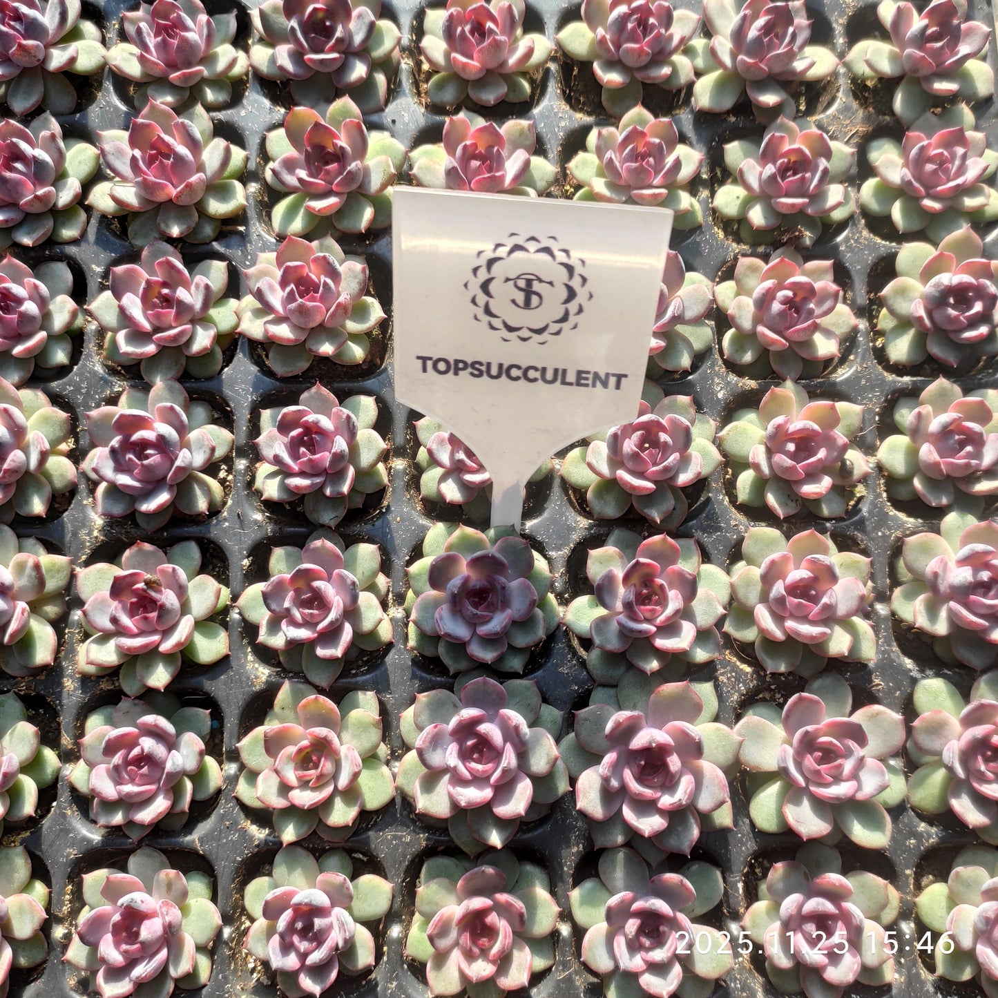 220691 チーズブルーベリー（3cm pot）（ポット苗）