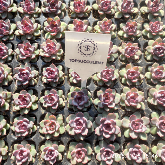 220691 チーズブルーベリー（3cm pot）（ポット苗）