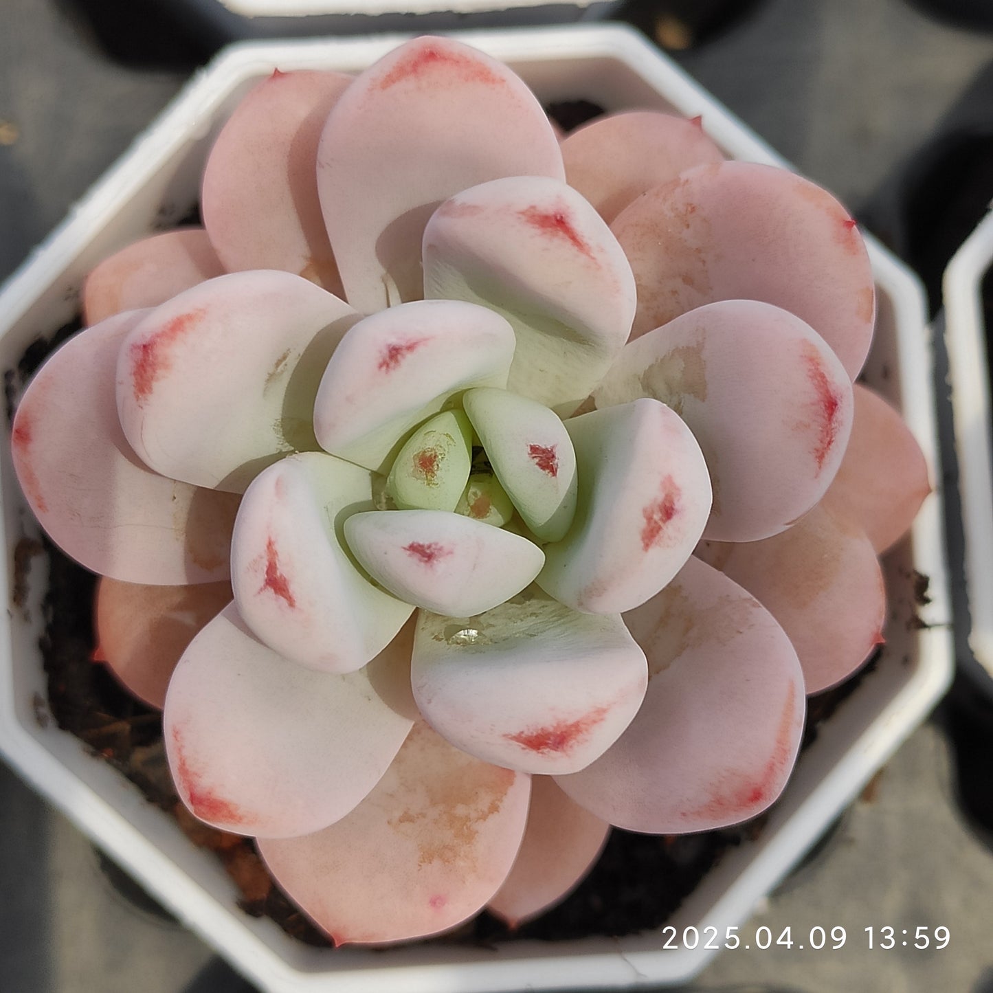 YBB128 スターモンロー（50cm pot）