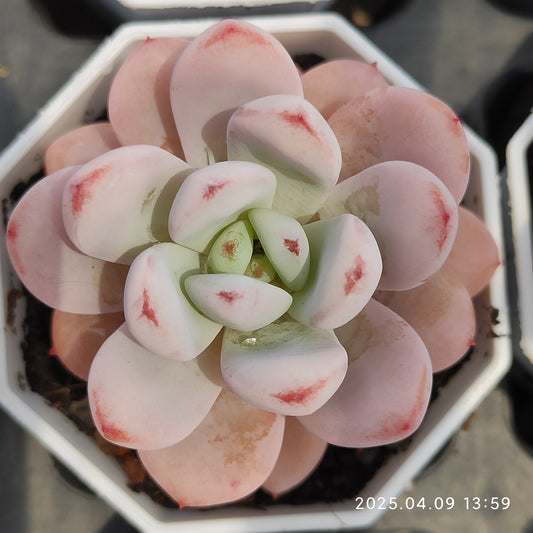 YBB128 スターモンロー（50cm pot）